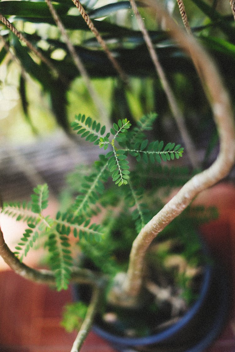 Close-up Of A Houseplant 