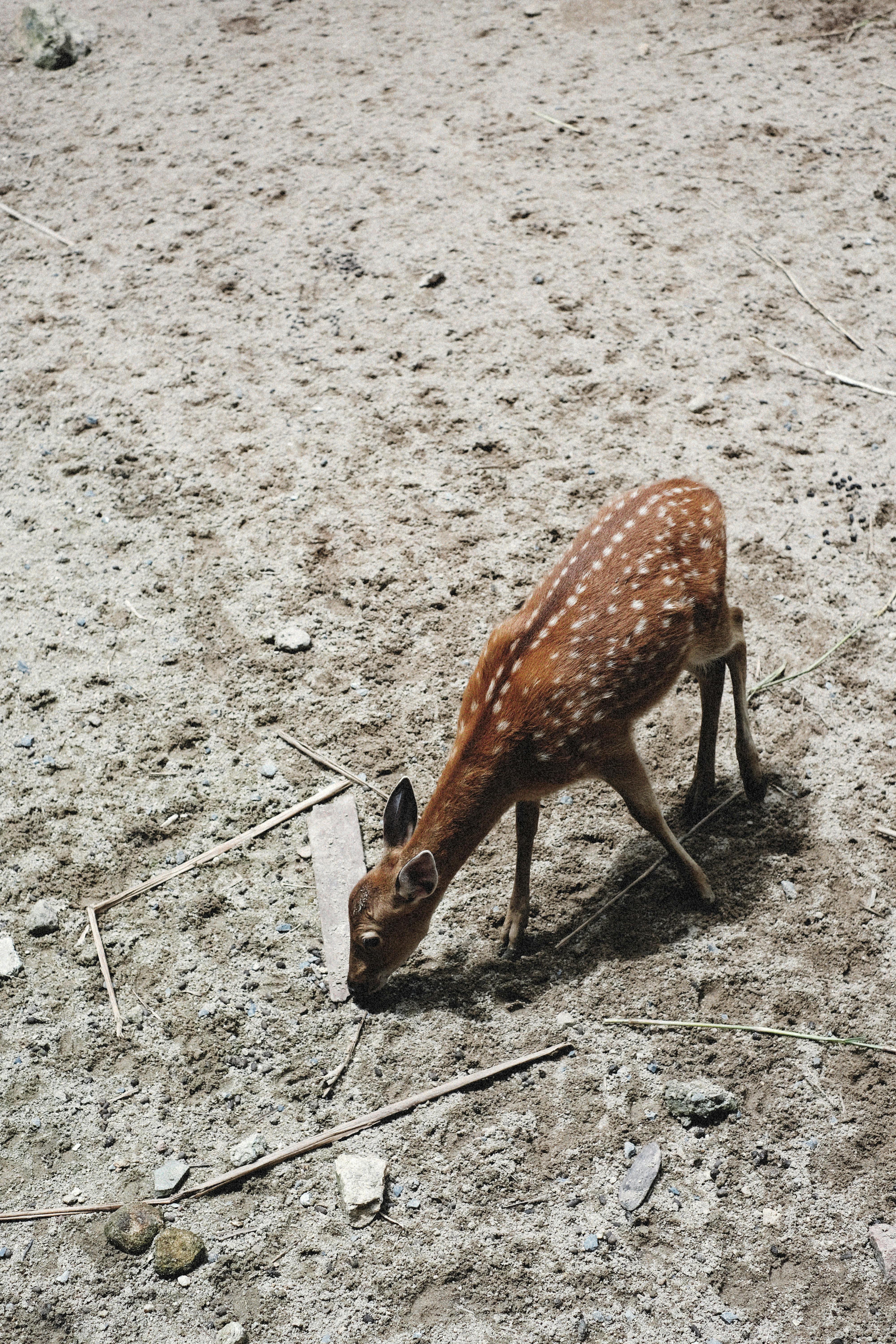 Deer Walking on Ground in Nature · Free Stock Photo