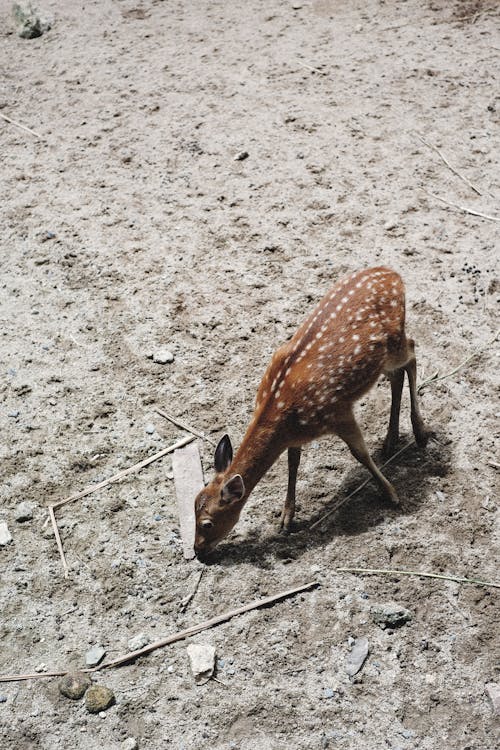 Deer Walking on Ground in Nature