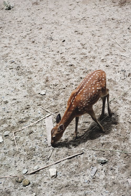 Foto d'estoc gratuïta de a l'aire lliure, animal, banyam