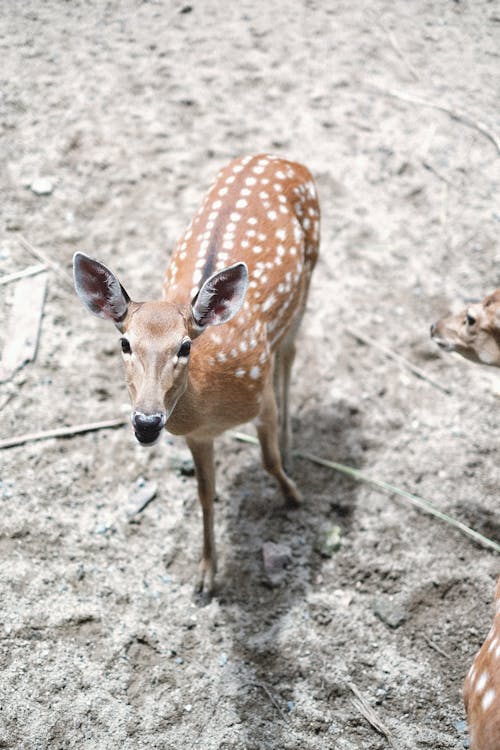 Photo of Youth Deer