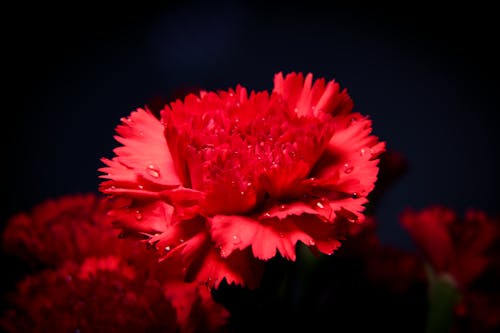 Close Up Photo of a Wet Red Flower 