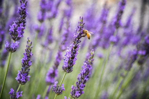Free A close-up of a bee pollinating vibrant lavender flowers in a lush outdoor setting. Stock Photo