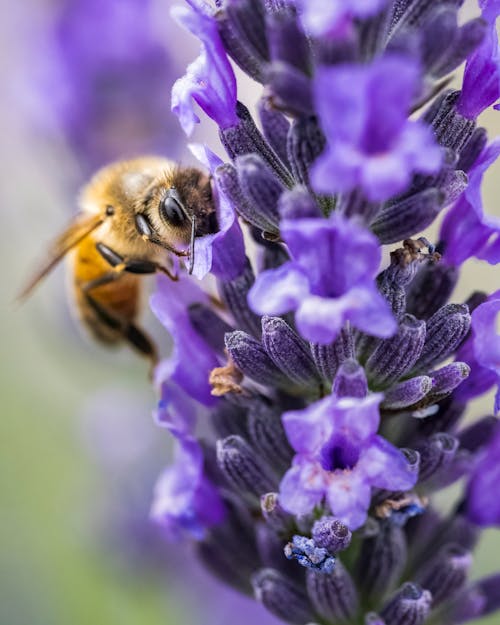 Free stock photo of bee, blooming lavender, bumblebee Stock Photo