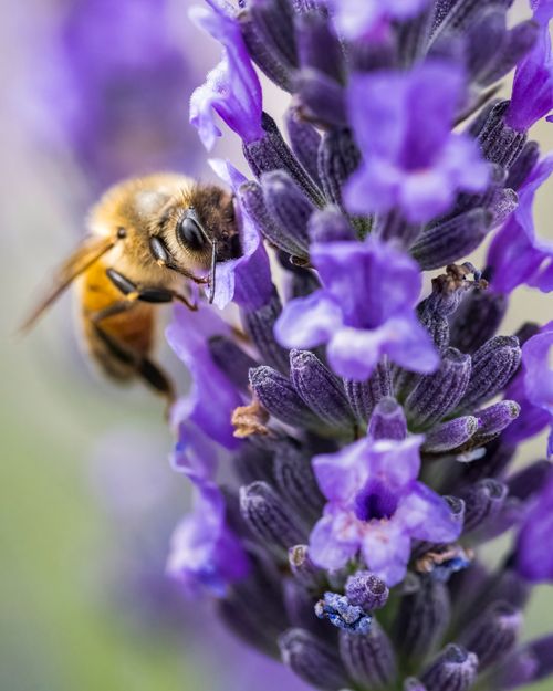 Free Close-up of a bee pollinating vibrant lavender blossoms in the summer sunlight. Stock Photo
