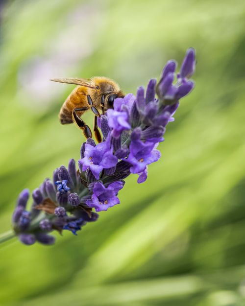 Free A detailed shot of a bee pollinating vibrant lavender, showcasing nature's beauty. Stock Photo