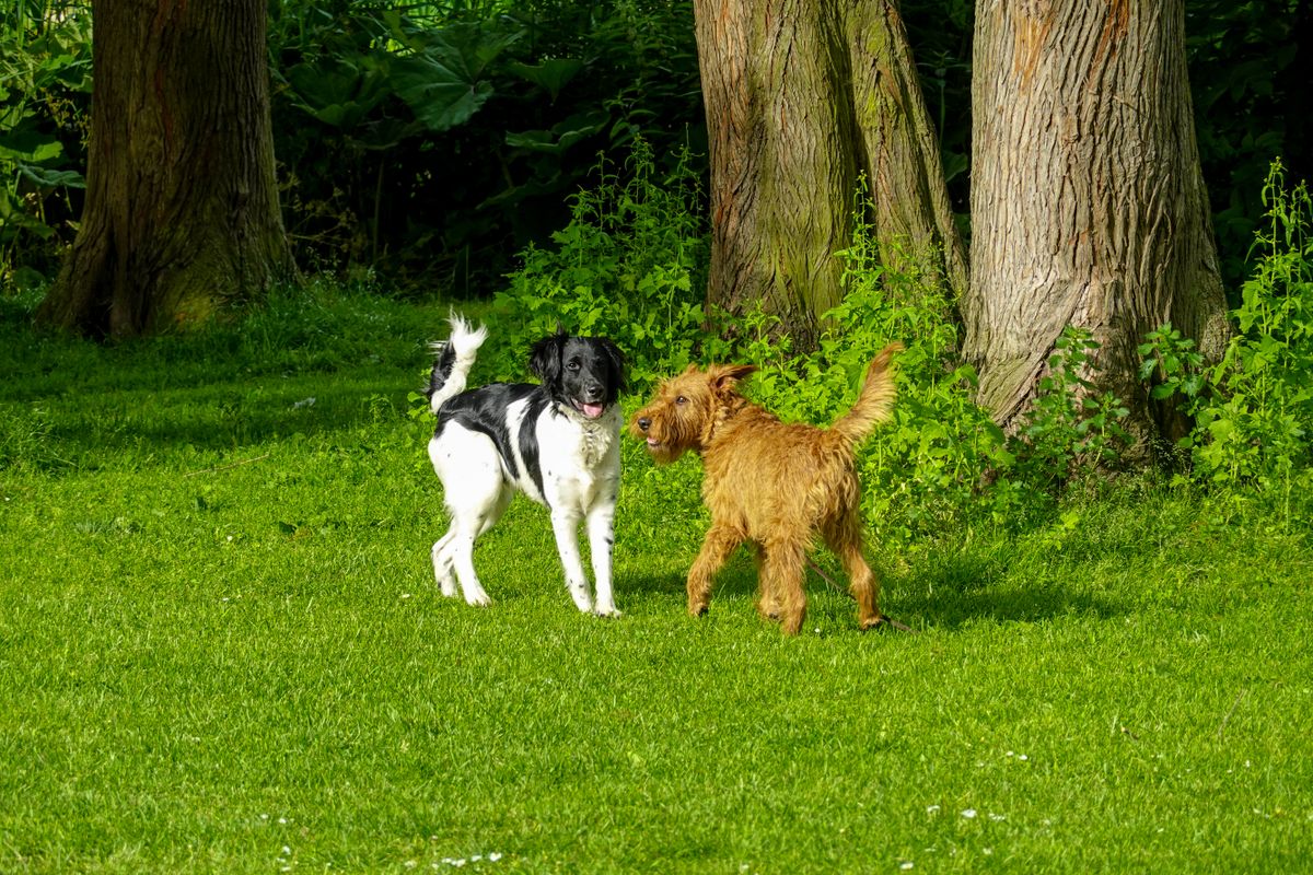 Terrier Irlandais Glen of Imaal - 3. Caractère et comportement au sein de la famille