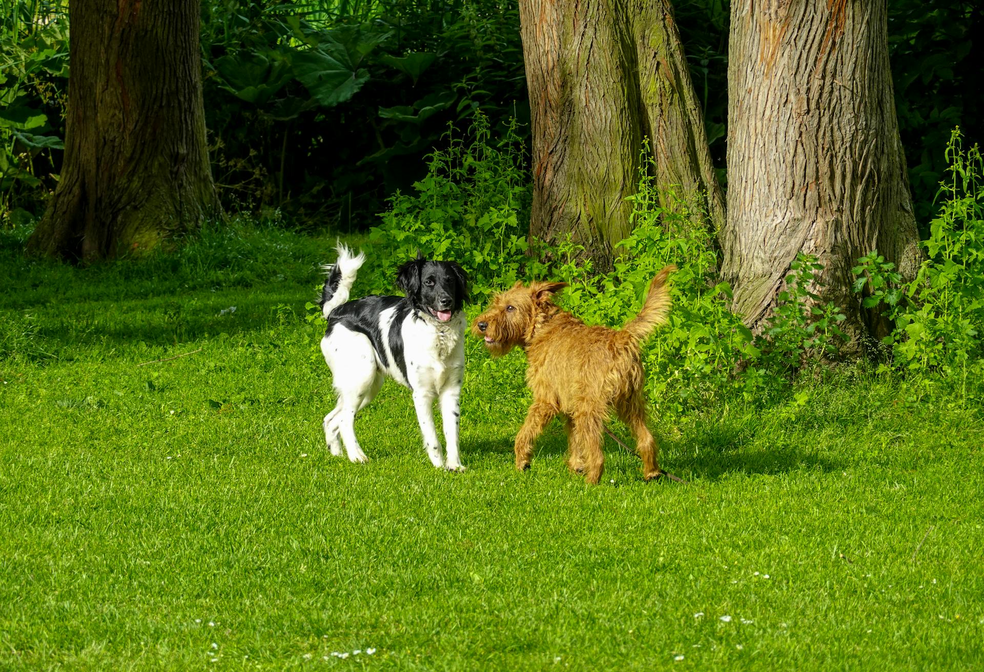 Dogs Playing on Green Grass Field