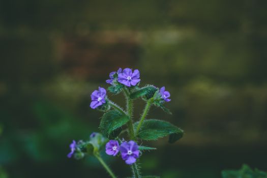 violet purple wildflower