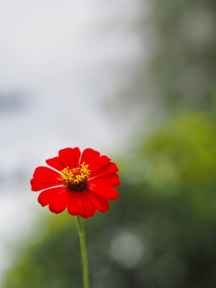 Close-up Of A Red Zinnia Flower