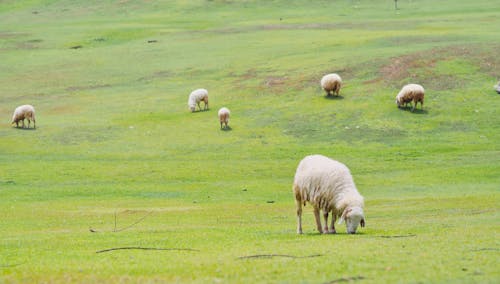 Безкоштовне стокове фото на тему «вівці, зграя птахів, їжа»