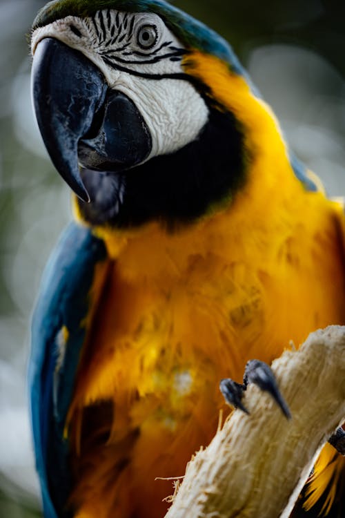 Amerika papağanı, dikey atış, gaga içeren Ücretsiz stok fotoğraf