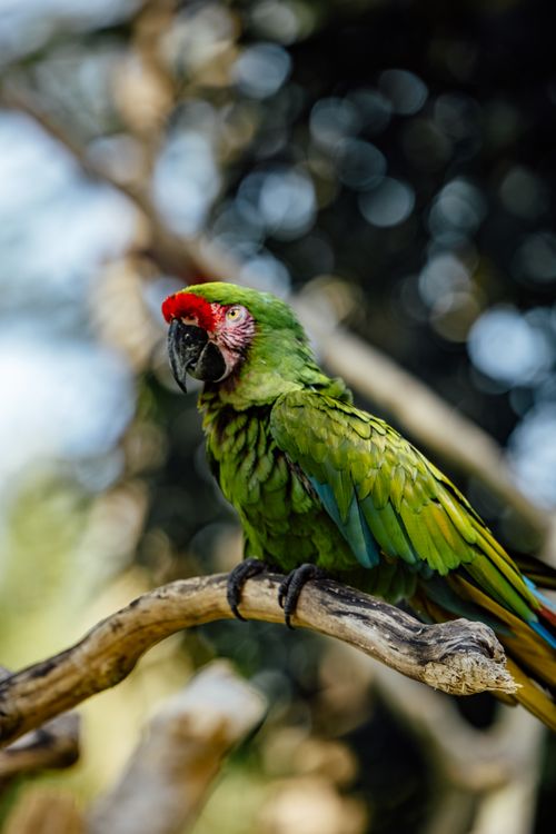 Free A stunning close-up of a Military Macaw (Ara militaris) perched on a tree branch in nature. Stock Photo