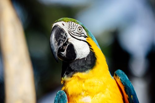 Free Close-up of a colorful blue and gold macaw in natural setting, showcasing vivid feathers. Stock Photo