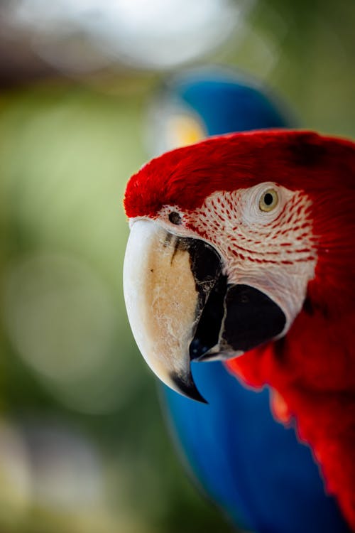 Close Up Photo of a Red Bird