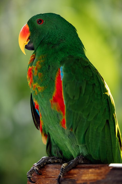 Green Bird in Close Up Shot