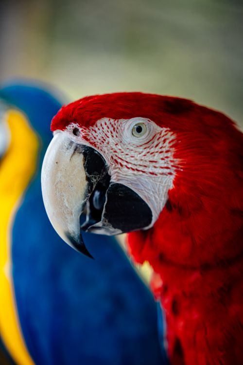 Free Detailed close-up of a colorful scarlet macaw parrot showcasing its bright feathers. Stock Photo