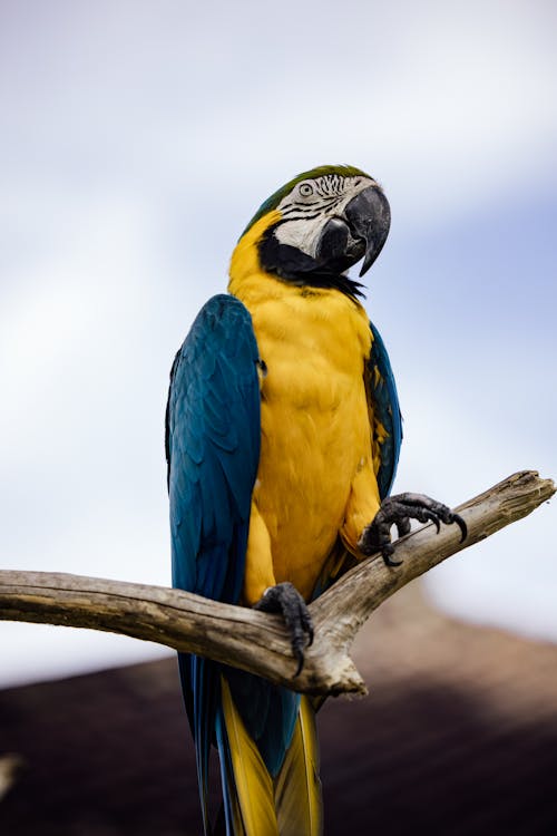 Ücretsiz Amerika papağanı, dikey atış, gaga içeren Ücretsiz stok fotoğraf Stok Fotoğraflar