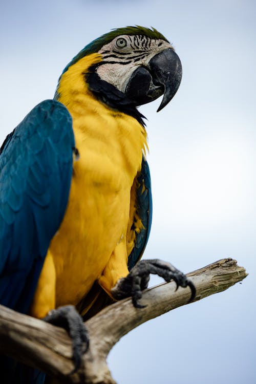 Perched Yellow and Blue Bird