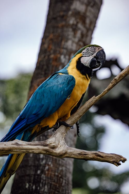 Free Colorful macaw bird perched on a branch, showcasing its vivid blue and yellow feathers in a natural outdoor setting. Stock Photo