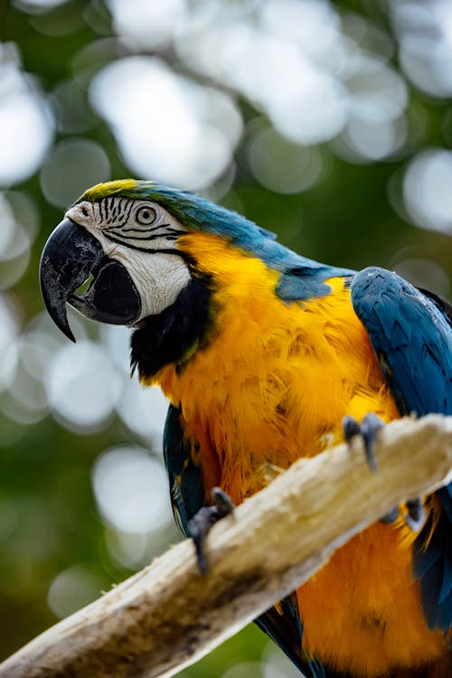 Macaw Bird Perched on a Branch