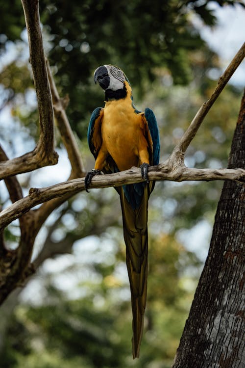 Free stock photo of animal, avian, beak Stock Photo