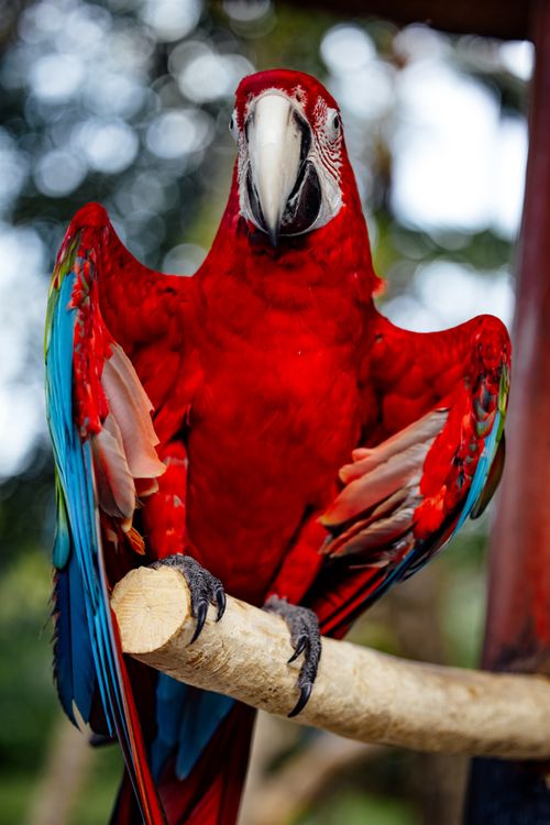 Free Close-up of a vivid scarlet macaw perched on a branch outdoors. Stock Photo