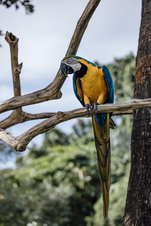 Free Colorful macaw on a tree branch, displaying vivid feathers in a natural outdoor setting. Stock Photo