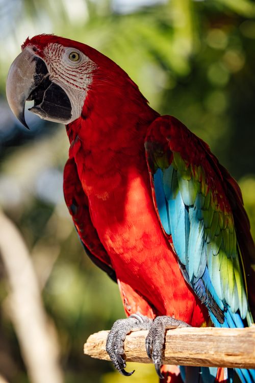 Free Bright plumage of a Scarlet Macaw perched outdoors in nature. Stock Photo
