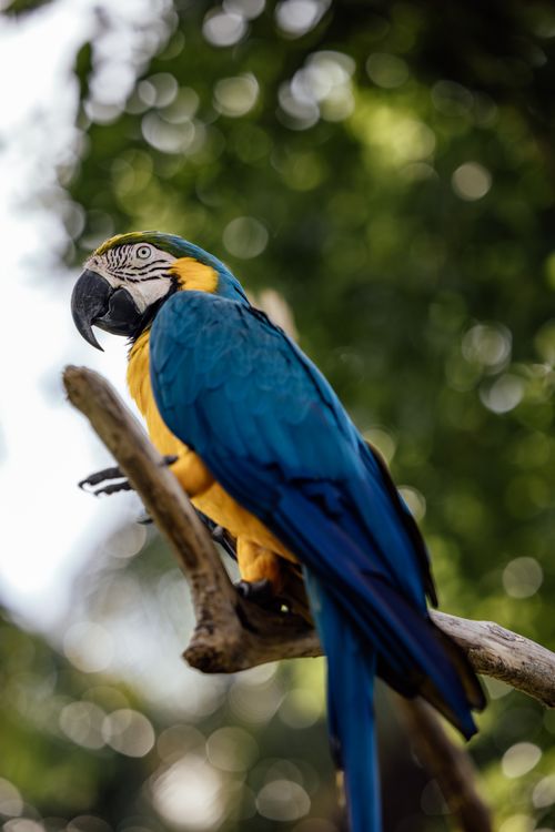 Free Blue-and-yellow macaw perched on a tree branch with a blurred forest background. Stock Photo