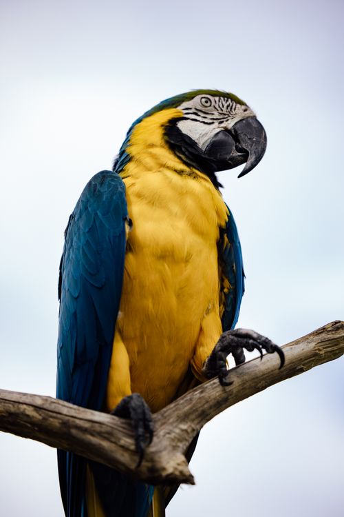 Free Close-up of a vibrant blue and yellow macaw perched on a branch, showcasing its striking colors and features. Stock Photo