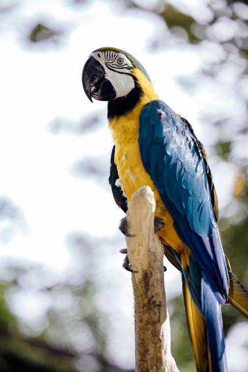 Free A colorful Blue and Gold Macaw perches gracefully on a branch in a natural setting. Stock Photo