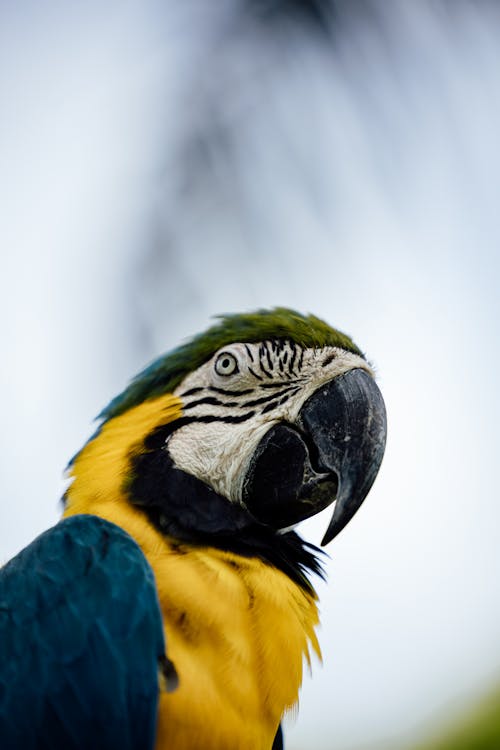 Close-Up Shot of a Parrot Perched on a Branch