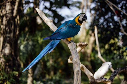 Close-Up Shot of a Parrot Perched on a Branch