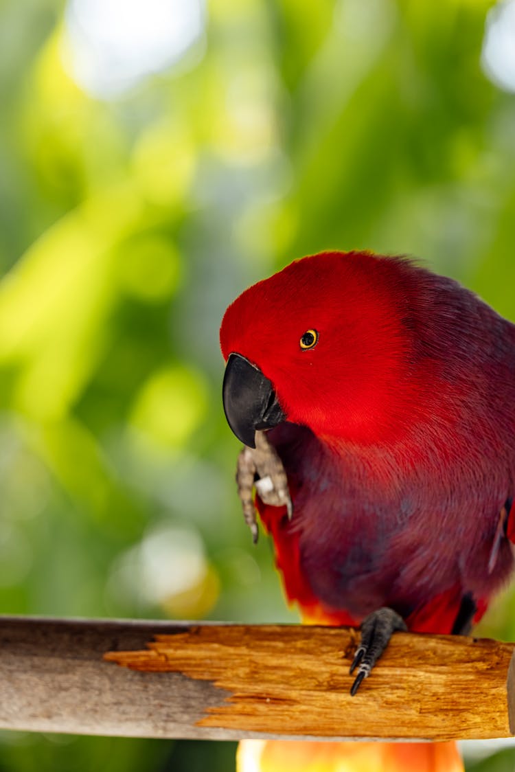 Red Eclectus Parrot