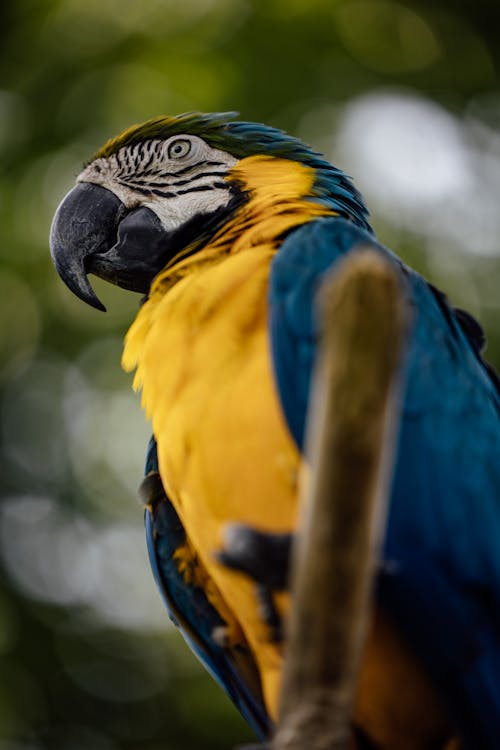 Close-up Photography of a Blue-and-Yellow Macaw