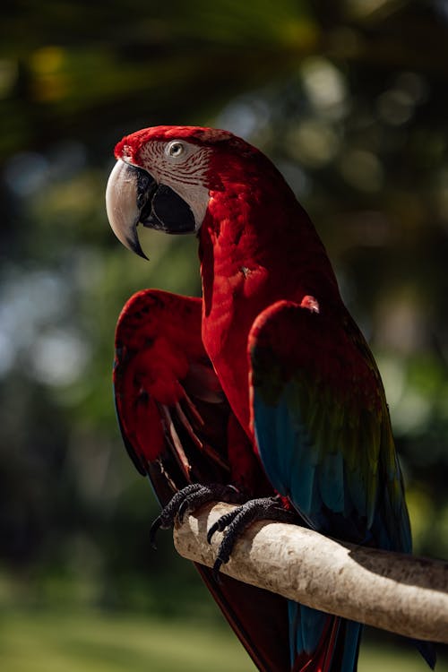 Close-Up Shot of a Parrot Perched on a Branch