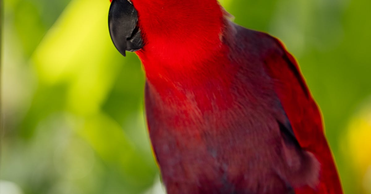 What animal am I quiz BuzzFeed