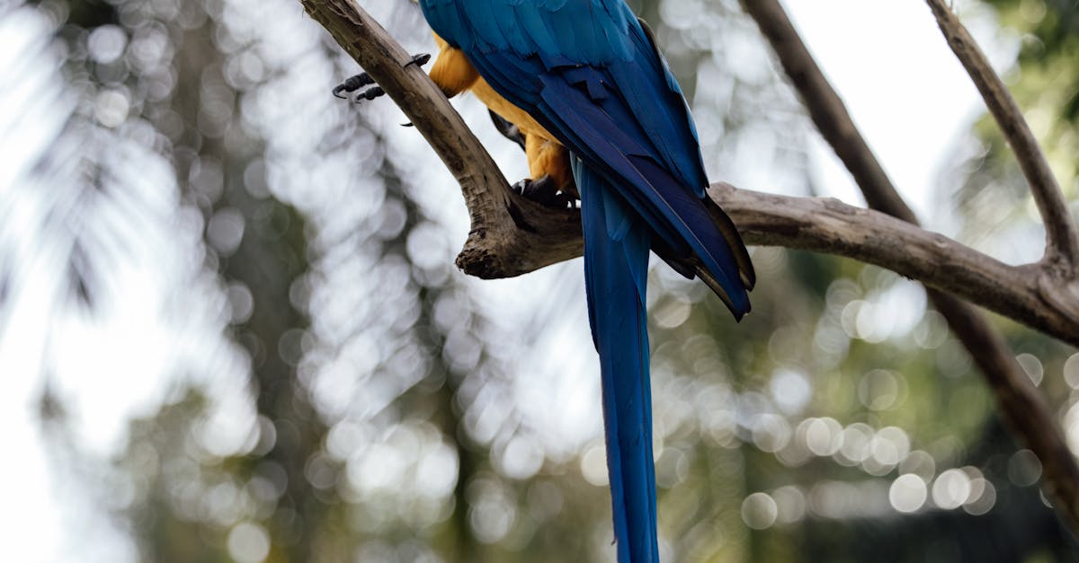 How to make a bird for preschoolers