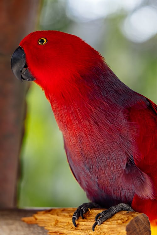 Gratis lagerfoto af dyr, dyrefotografering, eclectus papegøje