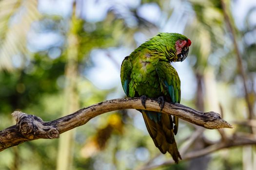 Green and Red Bird on Brown Tree Branch