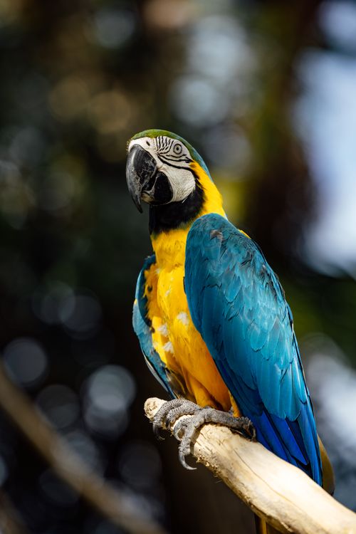 Free A striking blue and yellow macaw sitting on a branch with blurred green background. Stock Photo