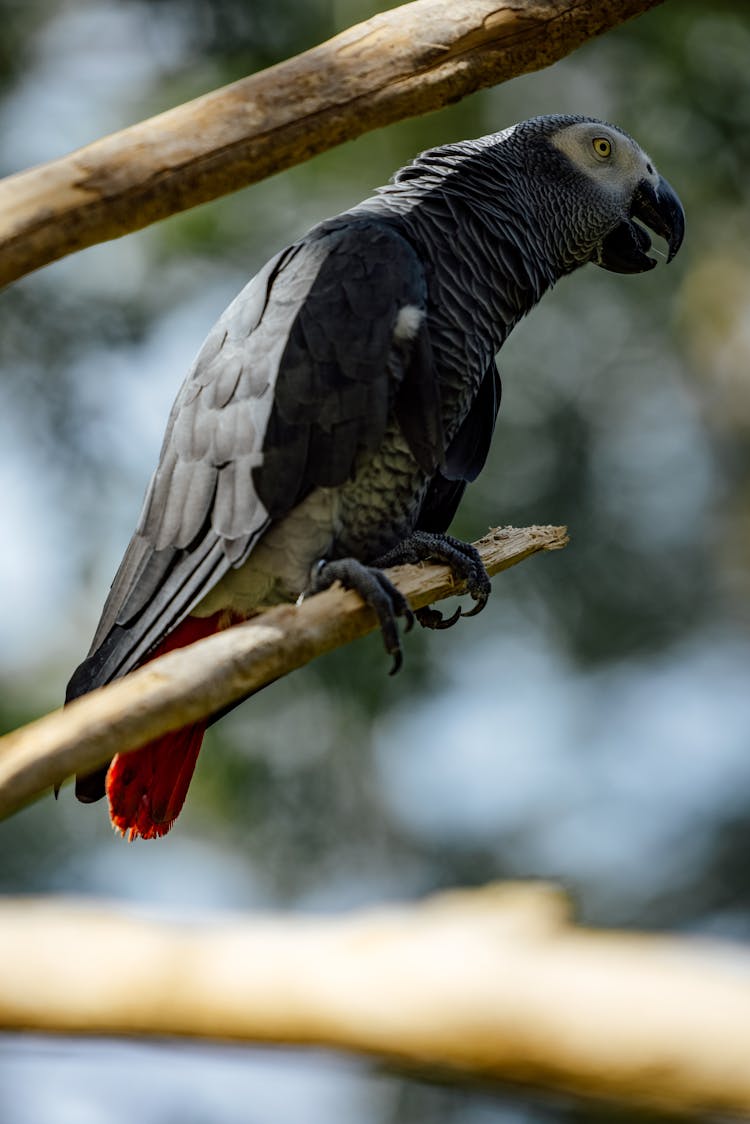 A Parrot Bird Perched On A Tree Stem