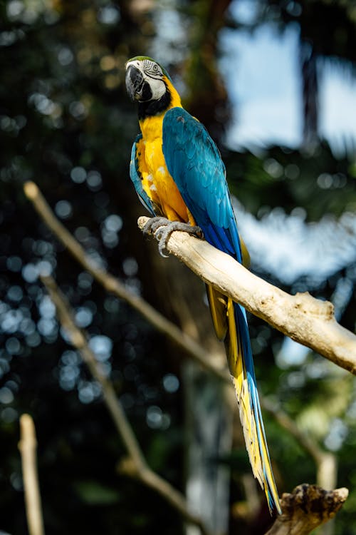 Free Low-Angle Shot of a Parrot Perched on a Branch Stock Photo