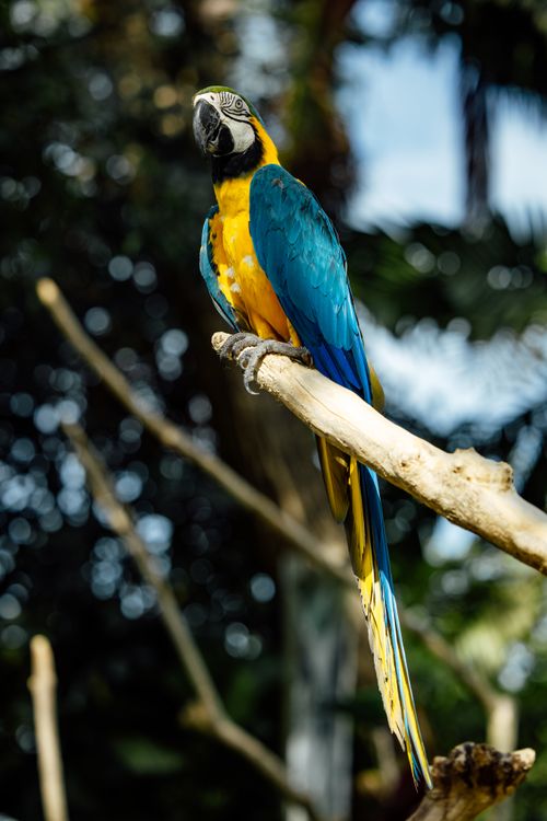 Free A striking blue and yellow macaw perched on a branch in a tropical setting, showcasing vibrant colors. Stock Photo