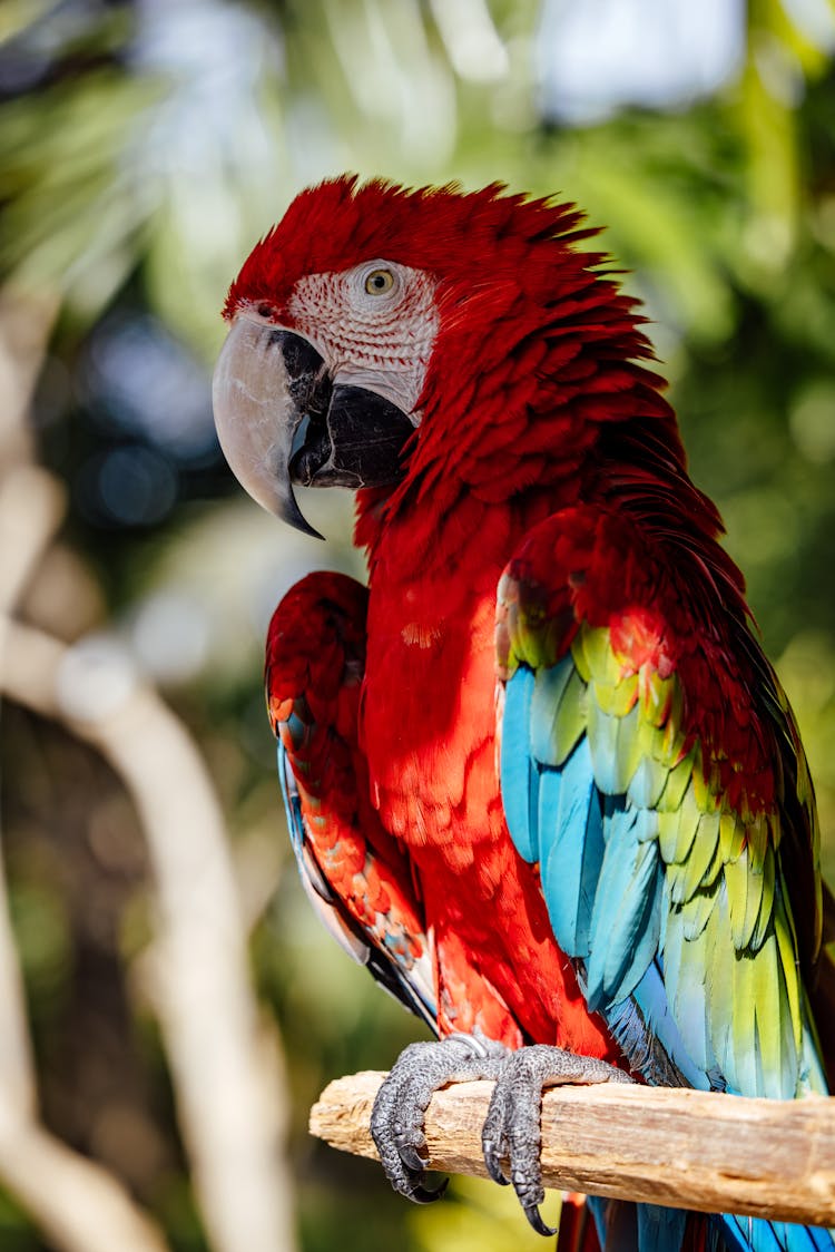 Exotic Parrot Sitting In Nature