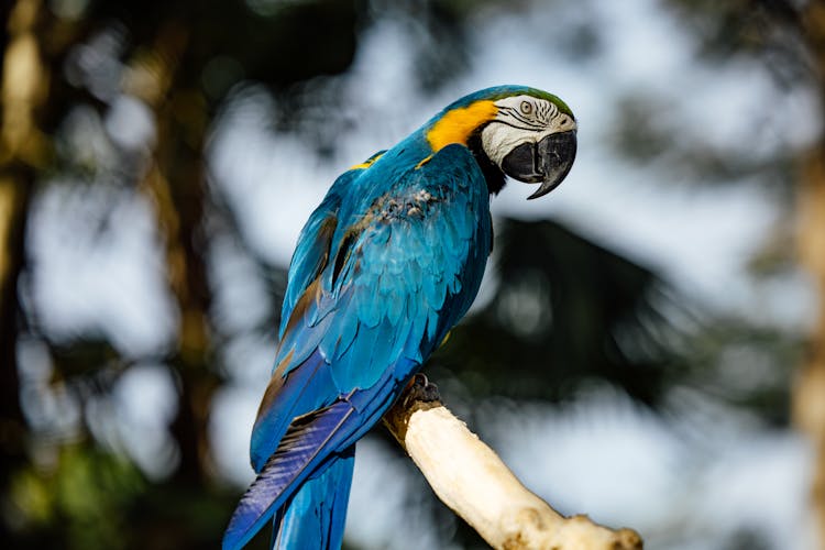 Close-up Of A Perching Parrot