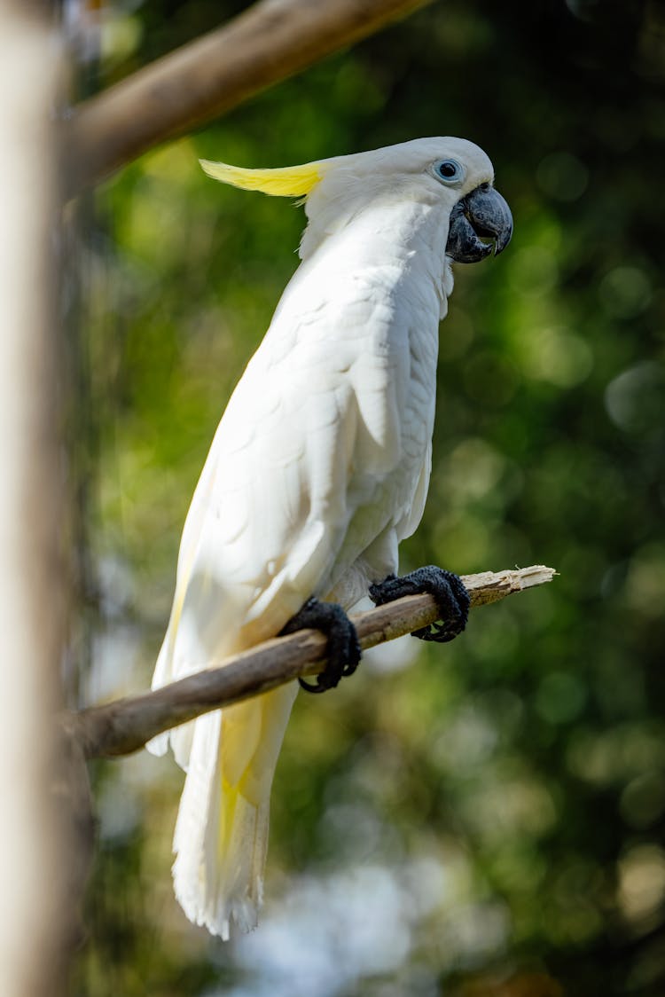 Side View Of A Cockatoos Bird