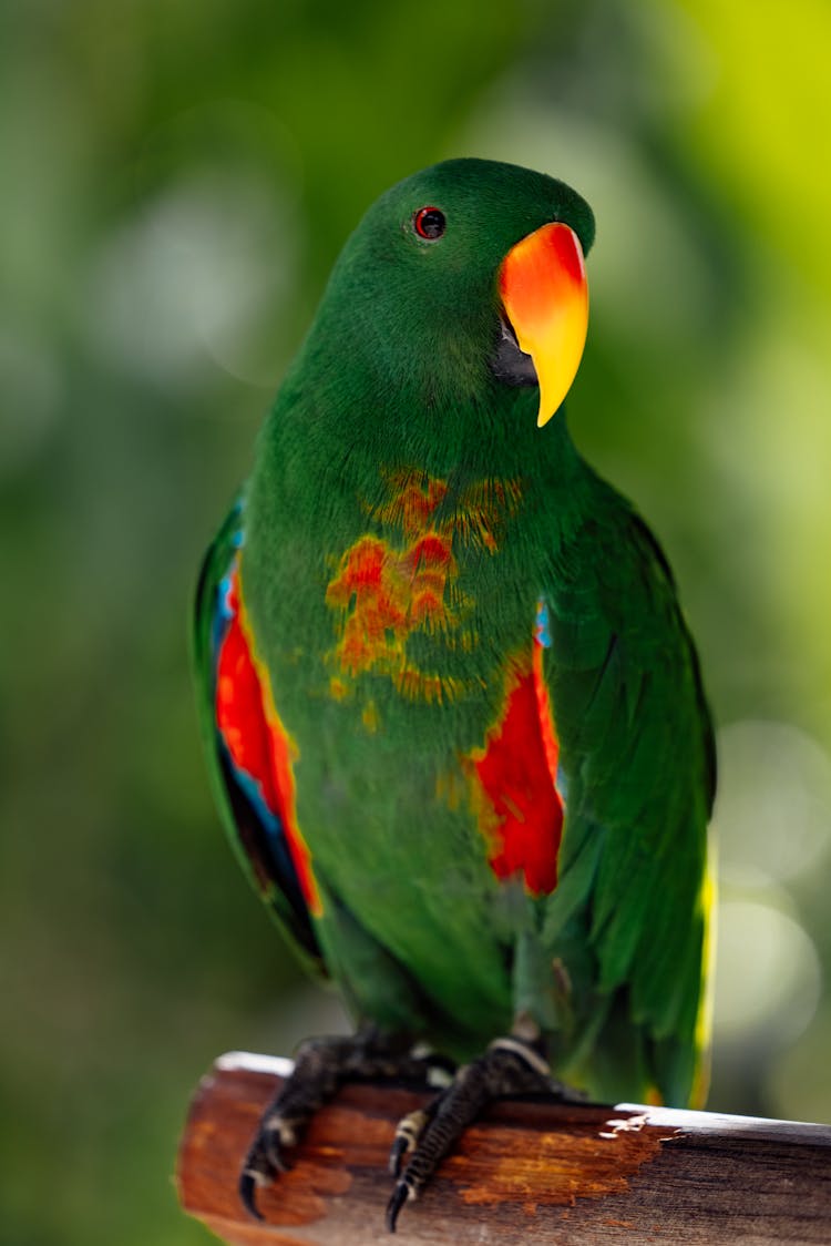 Great-billed Parrot In Close-up Shot