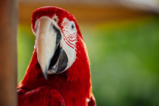 Free stock photo of animal, avian, beak